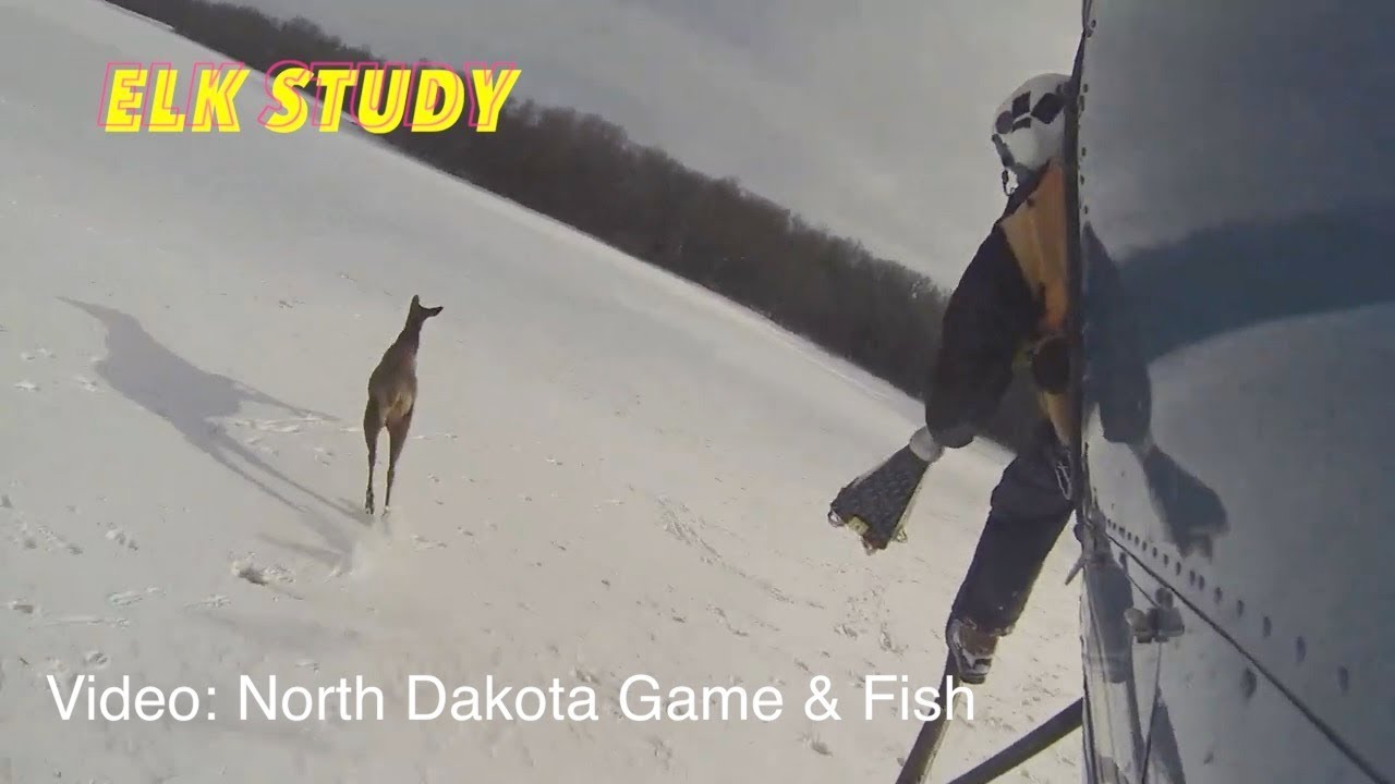 ELK STUDY North Dakota Game & Fish iNewZ