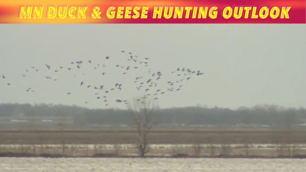 Minnesota Duck & Geese Hunting Outlook iNewZ