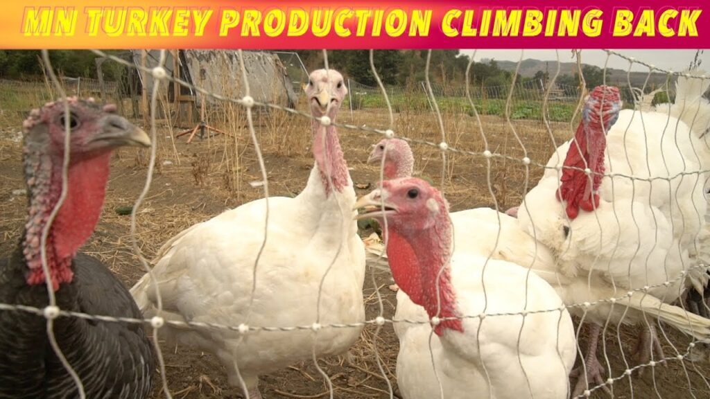 Minnesota Turkey Production Climing Back - iNewZ