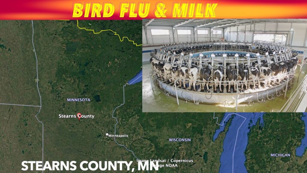 Bird Flu In Minnesota Dairy Herd - iNewZ