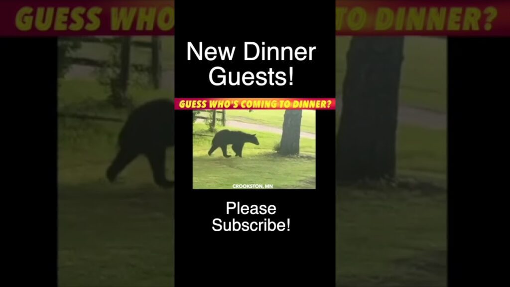 Guess Who's Coming To Dinner? Bears In Crookston, Minnesota - iNewZ